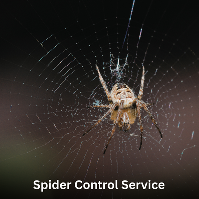 Spider Control Service